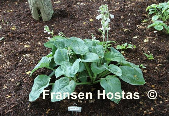 Hosta Lakeport Blue